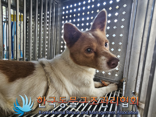 한국동물구조관리협회_441406202401934